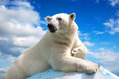 День полярного медведя. Или как еще называют хищника - «Экология России»