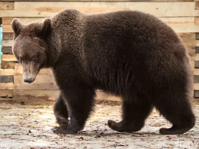 В Беларуси численность бурого медведя, рыси европейской увеличивается, но  пока не достигает оптимальной