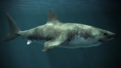 Древние акулы МЕГАЛОДОН (68 фото)