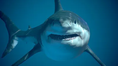Самая старая акула в мире - 66 фото
