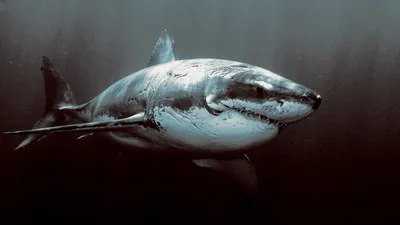 https://animals.pibig.info/2046-ryba-megalodon.html