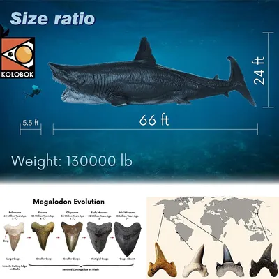 Купить Фигурка Мегалодона Megalodon Shark, цена 880 грн — Prom.ua  (ID#1173064607)