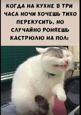 Мемы про котов