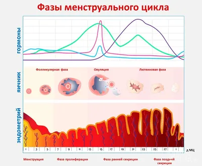 Что такое месячные