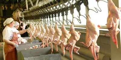 Мясо курицы стало дешеветь впервые с июня этого года - Ведомости