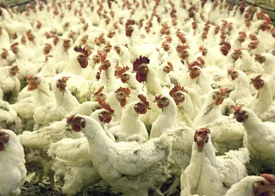Купить куриное филе оптом в Москве✓ – цены за кг охлажденного куриного филе  без кожи