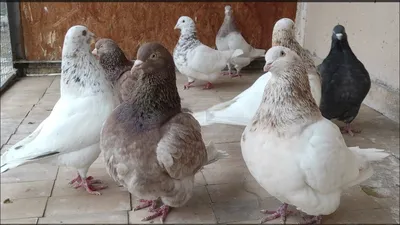 Голубь кинг: Породу голубей превратили в настоящих куриц. Весят в 4 раза  больше, разучились летать и позируют на выставках | Пикабу