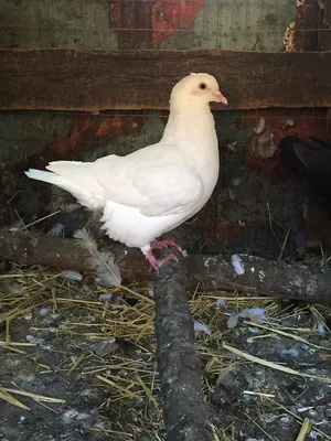 Голуби породы тексан/ Мясные голуби/ Texas pioneer pigeons - YouTube