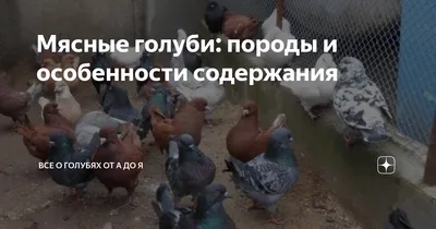 Мясные голуби Французская Мондена: 1 200 грн. - Птицы Петро-Давыдовка на Olx