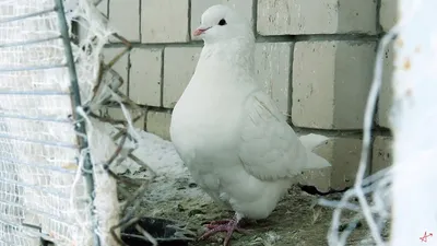 голуби на мясо | Другая птица. форум на Fermer.ru / Стр. 3 из 4