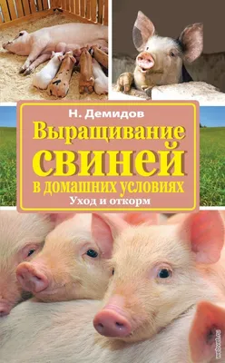 Мясные беконные породы свиней: Ландрас. Все о породе - Agrotrend.ru