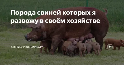 Продам Свиней, Синельниково: Поросята (молодняк свиней) на Agronet