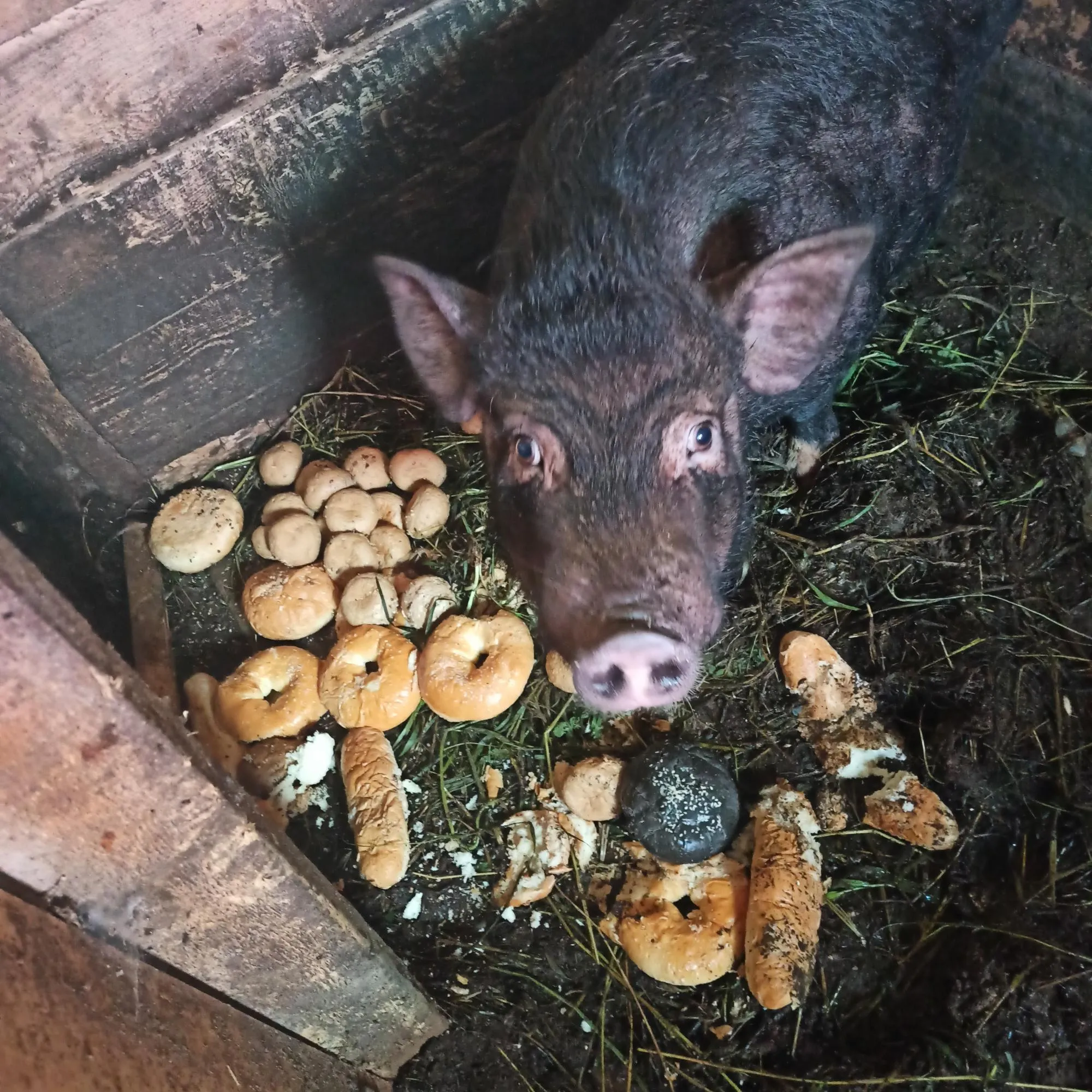 Фото Мяса Вьетнамского Поросенка