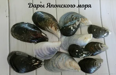 Ракушки Мидии – купить на Ярмарке Мастеров – R3ARSRU | Природные материалы,  Владивосток