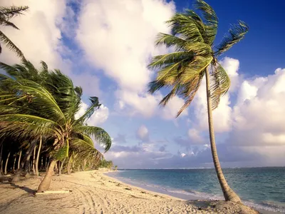 Пляж с пальмами - 52 фото