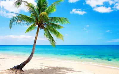 Пляж с пальмами - 52 фото