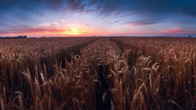 Обои на рабочий стол Желтое пшеничное поле под рассветным небом, Фотограф  Михаил Дубровинский, обои для рабочего стола, скачать обои, обои бесплатно