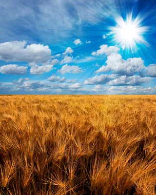 Пшеничное Поле - фотообои на заказ по цене интернет магазин arte.ru.  Заказать обои Пшеничное Поле (23533)