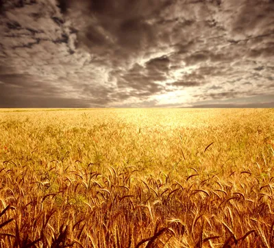 Пшеничное Поле - фотообои на заказ по цене интернет магазин arte.ru.  Заказать обои Пшеничное Поле (23356)