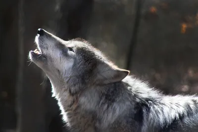 Как реагируют собаки на запах волка? | Охота и охотоведение | Дзен