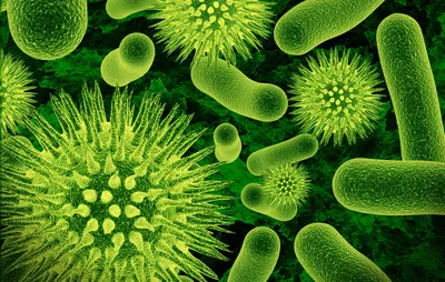 Где живут вредные микробы на кухне и как с ними бороться