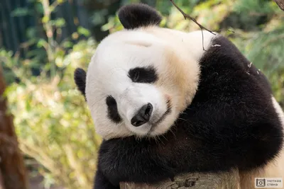 Милая панда фото