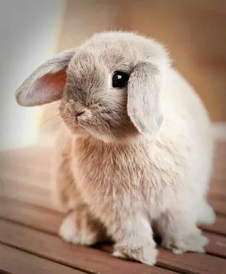 Милые кролики фото фотографии