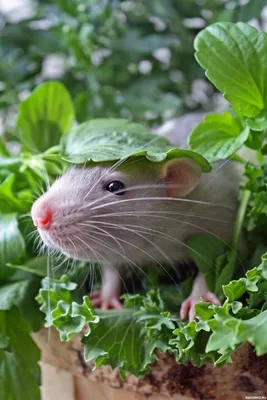Серая крыса прячется в зелени — Фотки на аву | Cute rats, Pet rats, Animals