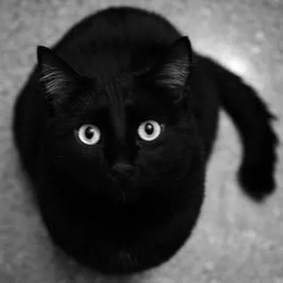 Милые чёрные котики - 43 фото