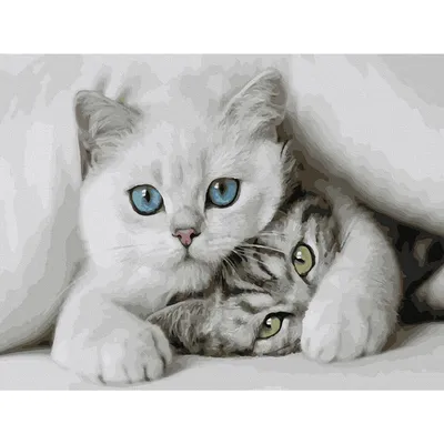 Картина по номерам 30х40 см Цветной холст Милые котята (20 цветов) в Москве  – купить по низкой цене в интернет-магазине Леруа Мерлен