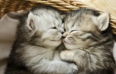 Обои сон, котята, малыши, парочка, корзинка, спят, лежат, милые картинки на  рабочий стол, раздел кошки - скачать