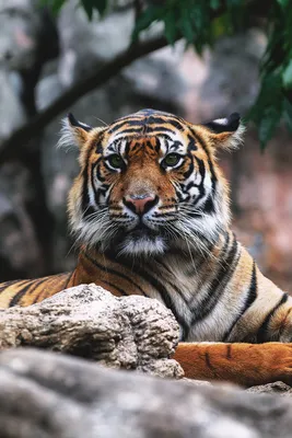 Фотообои Красивый тигр Nru95622 купить на заказ в интернет-магазине