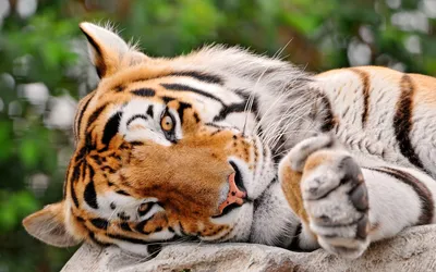 Маленький милый тигр - милое описание для тигра» — создано в Шедевруме