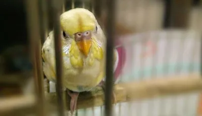 Маленький Милый Budgerigar, Волнистый Попугайчик, Птицы На Белом Фоне  Фотография, картинки, изображения и сток-фотография без роялти. Image  73195056