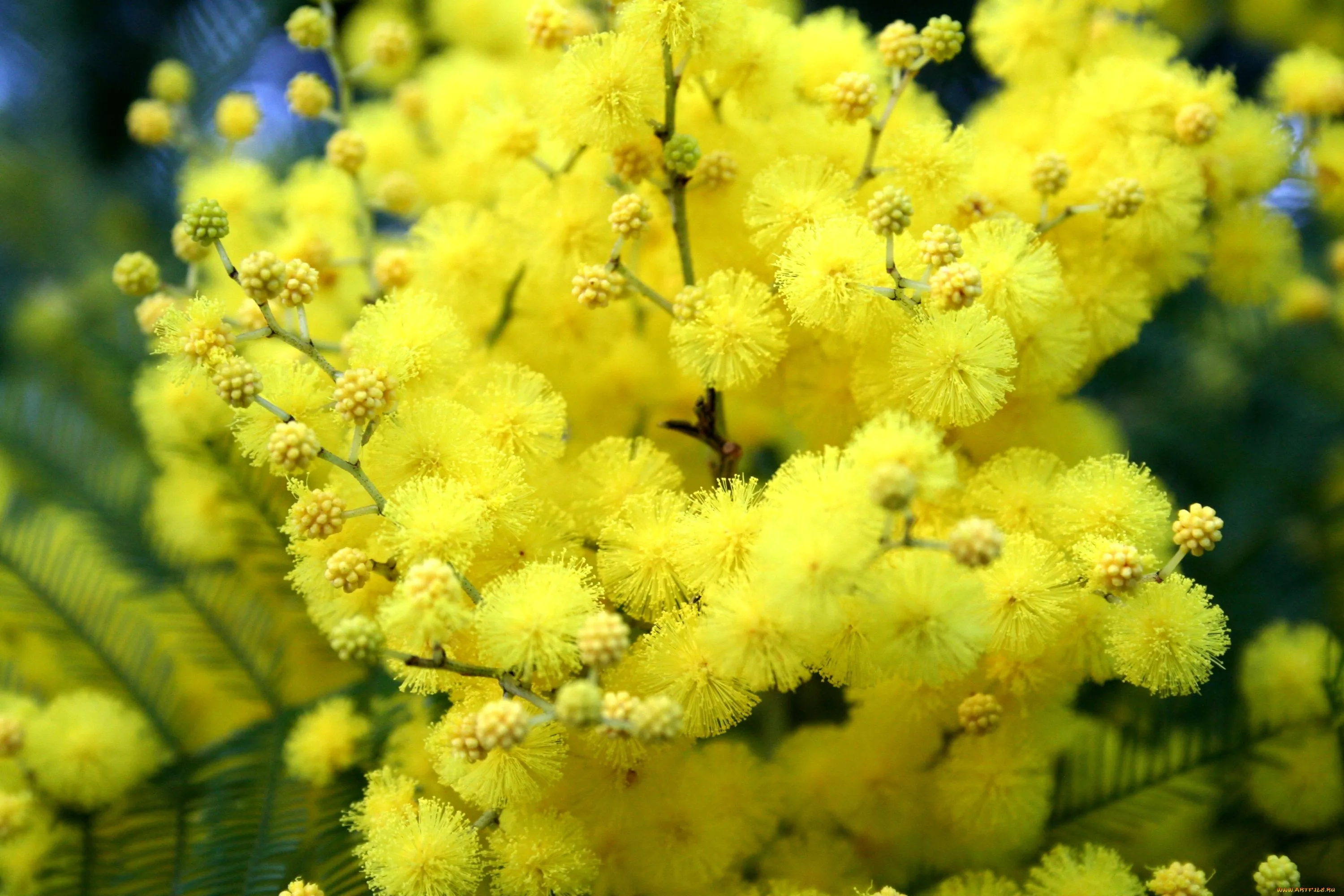 Желтые цветы которые дарят на 8. Китайская Мимоза. Цветок Мимоза стыдливая. Турецкая Мимоза цветок. Мимоза желтая цветок.