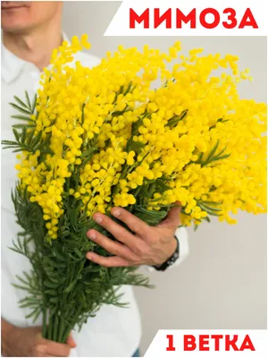 Мимоза искусственная весенние цветы, Магазин искусственных цветов №1, 1  ветка — купить в интернет-магазине по низкой цене на Яндекс Маркете
