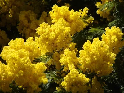 Цветок «мимоза», или Акация серебристая. Описание, выращивание. Фото —  Ботаничка