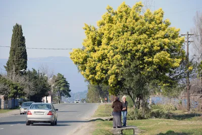 Когда и где цветет мимоза в Абхазии в 2023 году и сколько по времени: фото