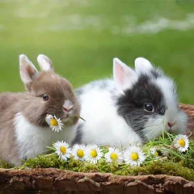 Мини кролики фото фото
