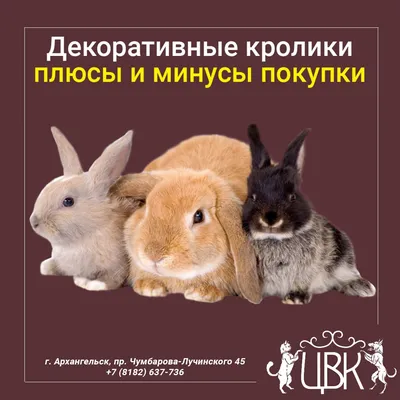 BB.lv: Меню для мини-кролика