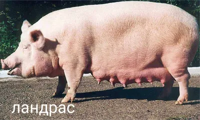 Порода поросят домбре (33 фото) | Cute baby animals, Cute baby pigs, Baby  animals