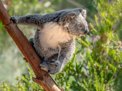 chaoman toy-мягкая игрушка коала плюшевая игрушка с деревом съемные подушки  коала плюшевые игрушки