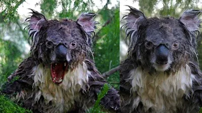 Мокрая коала фото