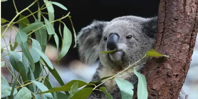 Коала – описание животного. Как живут и чем занимаются коалы?