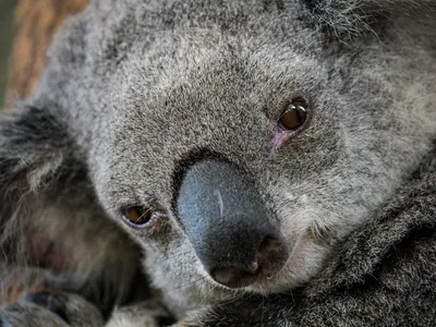 Удивленная коала - 52 фото