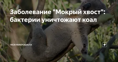 Симпатичные сумчатые млекопитающие коала, находящиеся под угрозой  исчезновения, смотрят в камеру на открытом воздухе, созданную искусственным  интеллектом | Премиум Фото