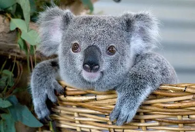 Злая коала (57 фото)