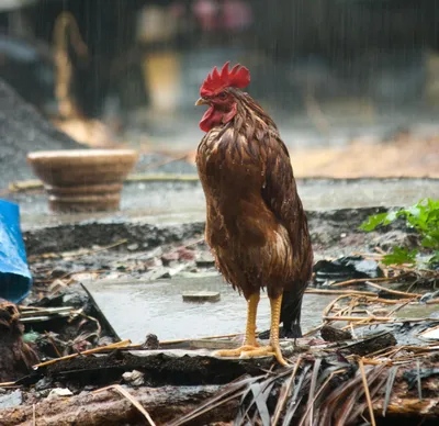 Мокрая курица\": как выражение описывает жалкий вид» — создано в Шедевруме