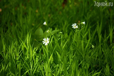 Мокрица-трава: лечебные свойства и применение - 7Дней.ру
