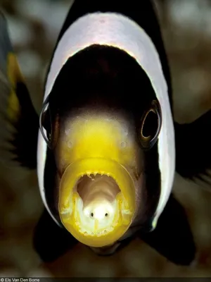 Языковая мокрица: паразит, поселяющийся вместо языка у рыбы | NatureLife  Project | Дзен